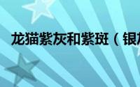 龙猫紫灰和紫斑（银灰紫斑龙猫怎么识别）