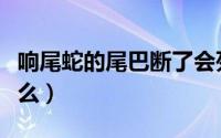 响尾蛇的尾巴断了会死吗（响尾蛇的尾巴会掉么）