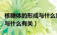 核糖体的形成与什么密切相关（核糖体的形成与什么有关）