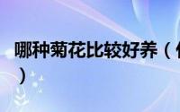 哪种菊花比较好养（什么花最好养当然是菊花）