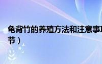 龟背竹的养殖方法和注意事项（龟背竹的养殖方法和注意细节）