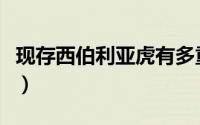 现存西伯利亚虎有多重（西伯利亚虎现存数量）