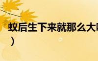 蚁后生下来就那么大吗（蚁后会生出几个蚁后）