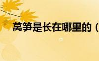 莴笋是长在哪里的（莴笋长在什么位置）