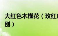 大红色木槿花（玫红色木槿和粉色木槿开花区别）