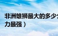 非洲雄狮最大的多少公斤（非洲雄狮几岁战斗力最强）