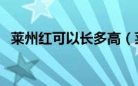 莱州红可以长多高（莱州红成长期是多久）