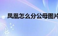 凤凰怎么分公母图片（凤凰怎么分公母）