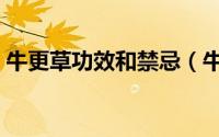 牛更草功效和禁忌（牛更草与牛筋草的区别）