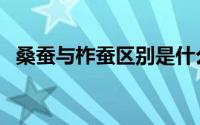 桑蚕与柞蚕区别是什么（桑蚕与柞蚕区别）