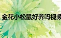 金花小松鼠好养吗视频（金花小松鼠好养吗）