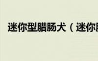迷你型腊肠犬（迷你腊肠犬长大后有几斤）