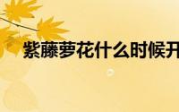 紫藤萝花什么时候开花（紫藤萝花多长）