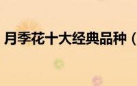月季花十大经典品种（月季花十大品种排名）