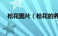 枪花图片（枪花的养殖方法和注意事项）