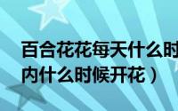 百合花花每天什么时候开（百合花24小时以内什么时候开花）