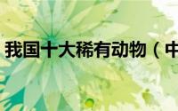 我国十大稀有动物（中国稀有小型动物大全）
