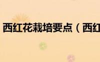 西红花栽培要点（西红花种植的适合经纬度）