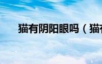 猫有阴阳眼吗（猫有阴阳眼麒麟尾吗）