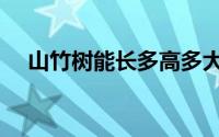 山竹树能长多高多大（山竹树有多少种）