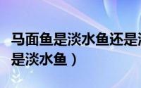 马面鱼是淡水鱼还是海水鱼（马面鱼是海鱼还是淡水鱼）