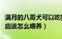 满月的八哥犬可以吃狗粮么（刚满月的八哥犬应该怎么喂养）