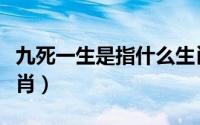 九死一生是指什么生肖（九死一生形容什么生肖）
