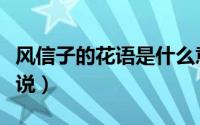 风信子的花语是什么意思（风信子的花语和传说）