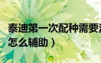 泰迪第一次配种需要注意什么（泰迪第一次配怎么辅助）