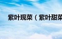 紫叶现菜（紫叶甜菜和红叶甜菜的区别）
