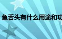 鱼舌头有什么用途和功效（鱼舌头有什么用）