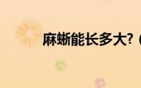 麻蜥能长多大?（麻蜥能长多大）