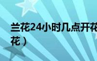 兰花24小时几点开花啊（兰花24小时几点开花）