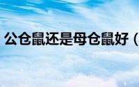 公仓鼠还是母仓鼠好（公母仓鼠哪个爱干净）