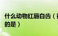 什么动物红唇白齿（欲钱买唇红齿白的动物指的是）