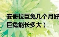 安哥拉巨兔几个月好养活（10月09日安哥拉巨兔能长多大）