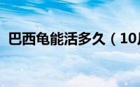 巴西龟能活多久（10月08日古巴龟怎么养）