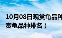 10月08日观赏龟品种排名图片（10月08日观赏龟品种排名）