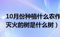 10月份种植什么农作物（10月09日世界上能灭火的树是什么树）