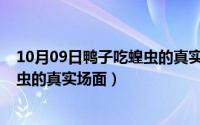 10月09日鸭子吃蝗虫的真实场面图片（10月09日鸭子吃蝗虫的真实场面）