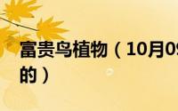 富贵鸟植物（10月09日富贵鸟皮鞋是哪里产的）