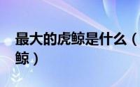 最大的虎鲸是什么（10月10日世界最大的虎鲸）