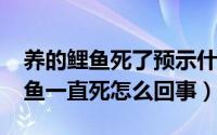 养的鲤鱼死了预示什么（10月10日家养小鲤鱼一直死怎么回事）