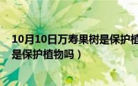 10月10日万寿果树是保护植物吗对吗（10月10日万寿果树是保护植物吗）