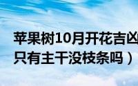 苹果树10月开花吉凶（10月10日柱状苹果树只有主干没枝条吗）