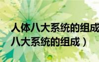人体八大系统的组成和功能（10月08日人体八大系统的组成）