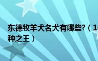 东德牧羊犬名犬有哪些?（10月11日东德牧羊犬号称世界犬种之王）