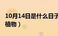 10月14日是什么日子（10月08日榄菊是什么植物）