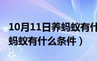 10月11日养蚂蚁有什么条件呢（10月11日养蚂蚁有什么条件）