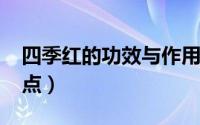 四季红的功效与作用（10月11日四季红优缺点）
